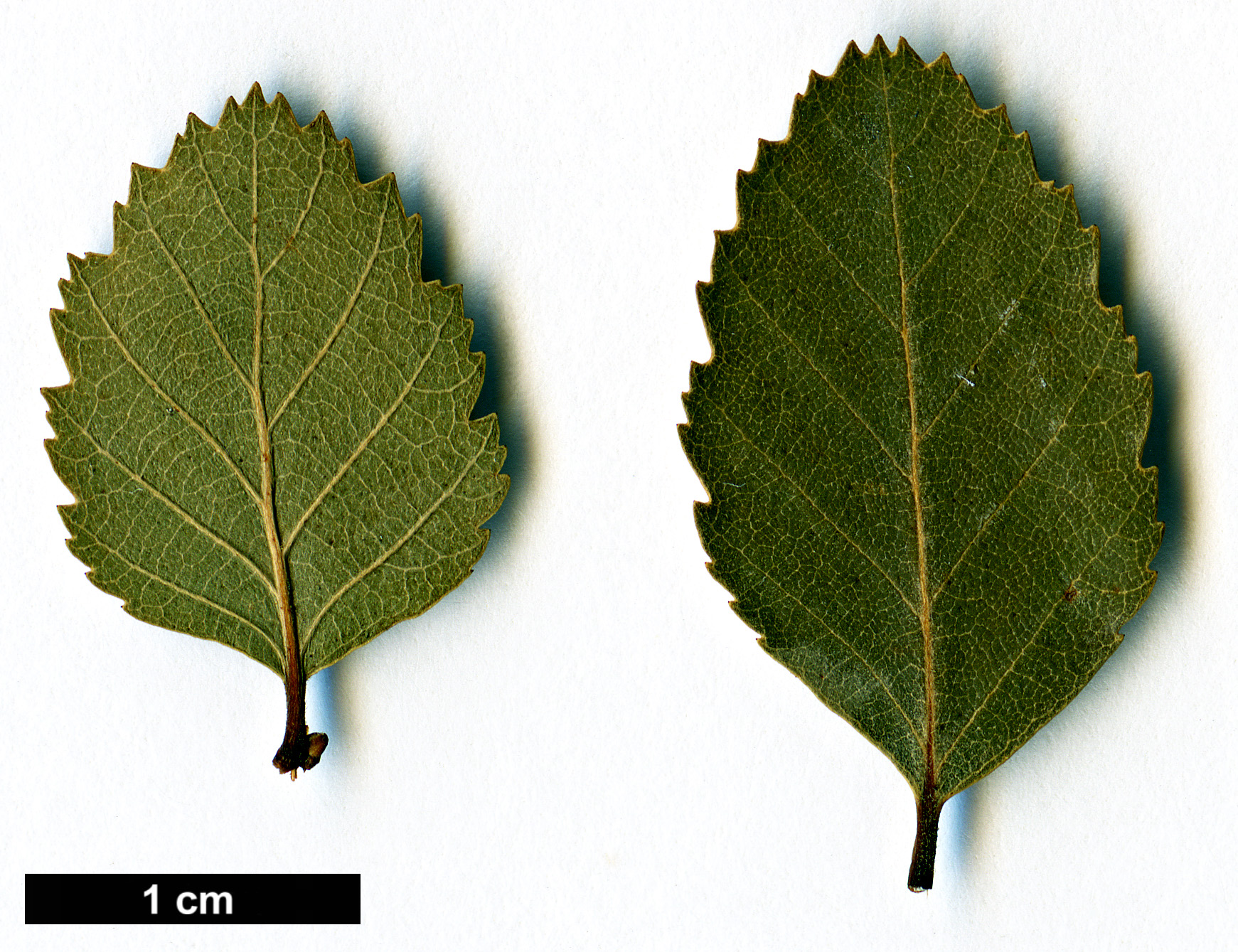 High resolution image: Family: Nothofagaceae - Genus: Nothofagus - Taxon: menziesii × N.obliqua